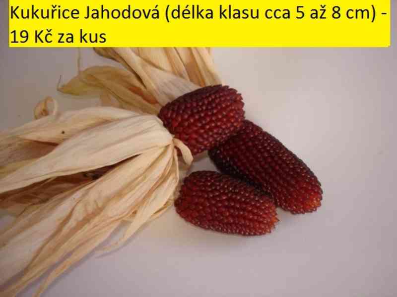 Sušené květiny - foto 21