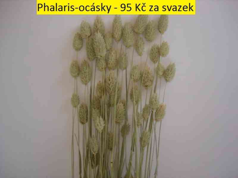 Sušené květiny - foto 33
