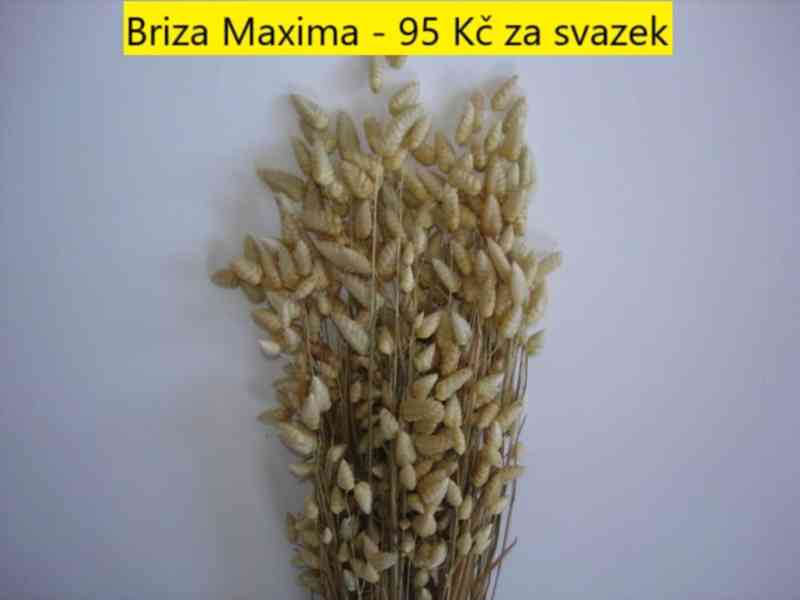 Sušené květiny - foto 12