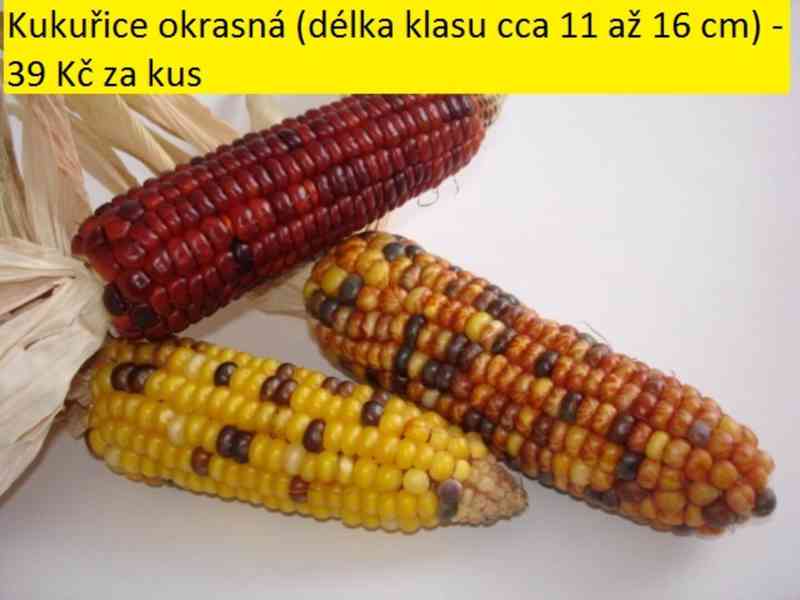 Sušené květiny - foto 22