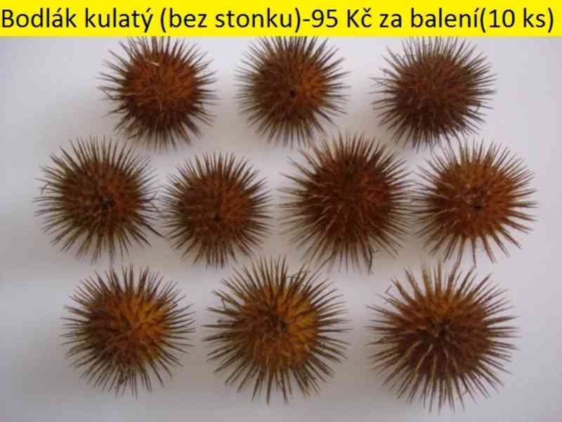 Sušené květiny - foto 10