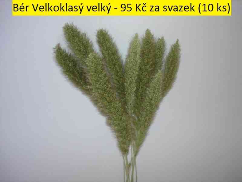 Sušené květiny - foto 9