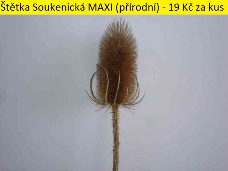 Sušené květiny - foto 57