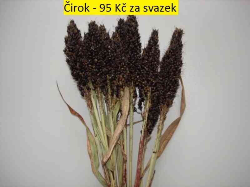 Sušené květiny - foto 15
