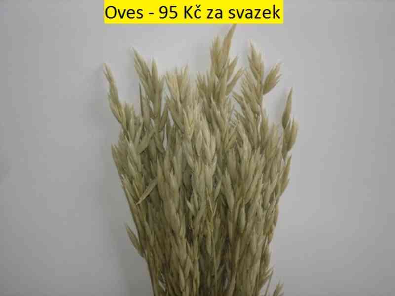 Sušené květiny - foto 29