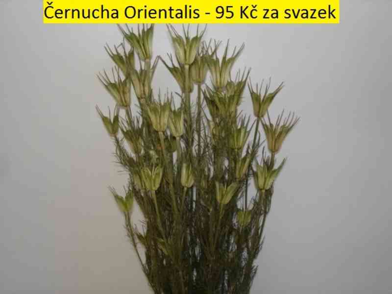 Sušené květiny - foto 14