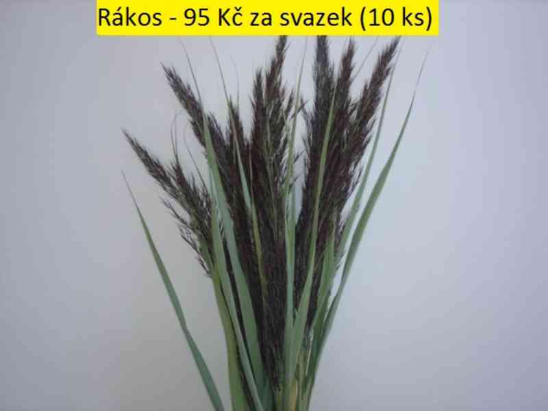 Sušené květiny - foto 37