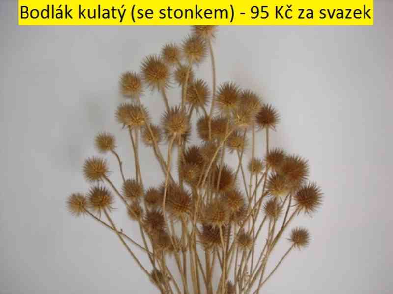 Sušené květiny - foto 11
