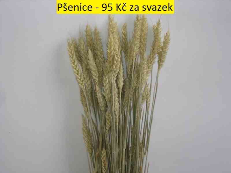 Sušené květiny - foto 36