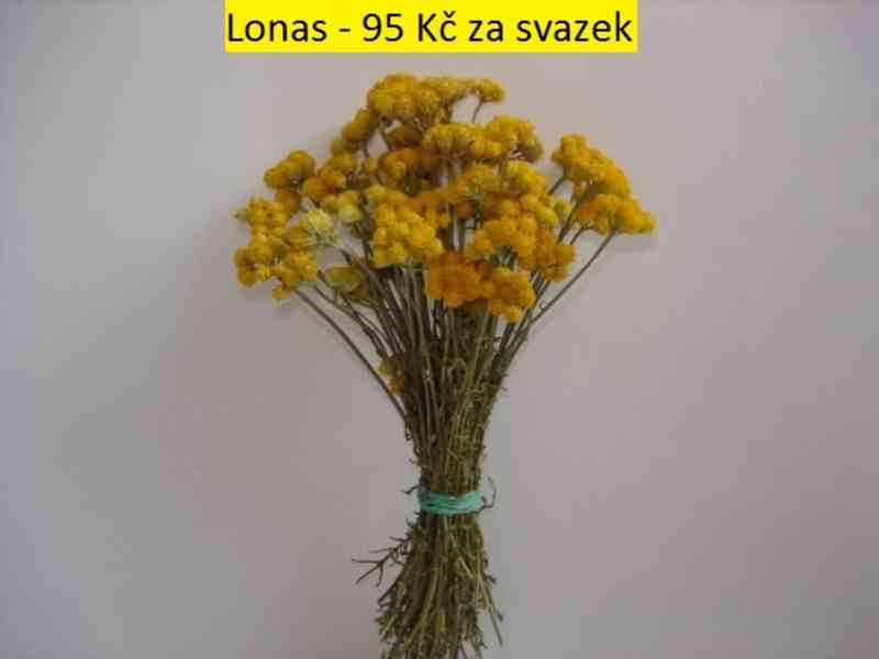 Sušené květiny - foto 24
