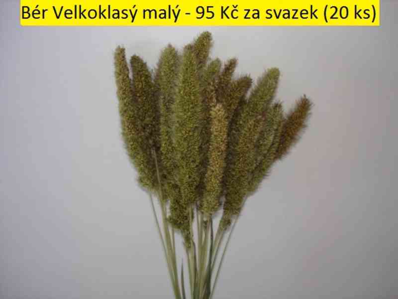 Sušené květiny - foto 8