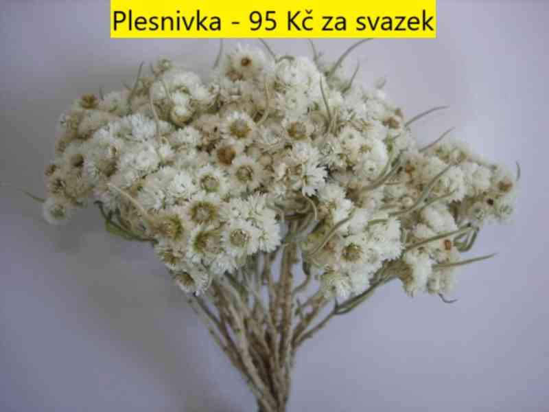 Sušené květiny - foto 34