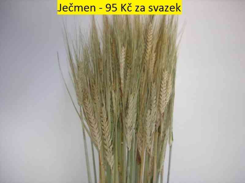 Sušené květiny - foto 18