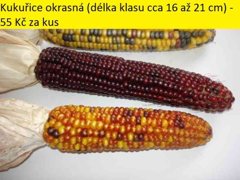 Sušené květiny - foto 23