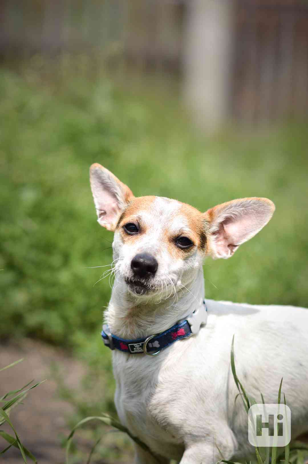 Sezík - x Jack Russel Teriér, aktivní, hodný kluk, cca 2 rok - foto 1