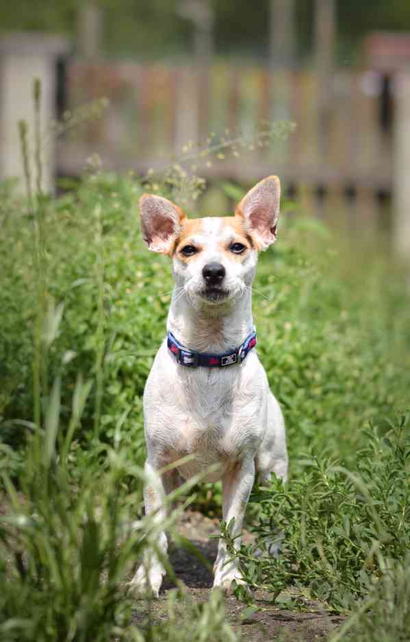 Sezík - x Jack Russel Teriér, aktivní, hodný kluk, cca 2 rok - foto 3
