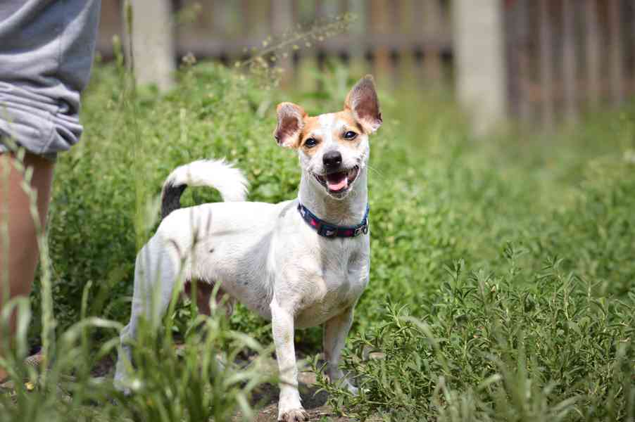 Sezík - x Jack Russel Teriér, aktivní, hodný kluk, cca 2 rok - foto 2