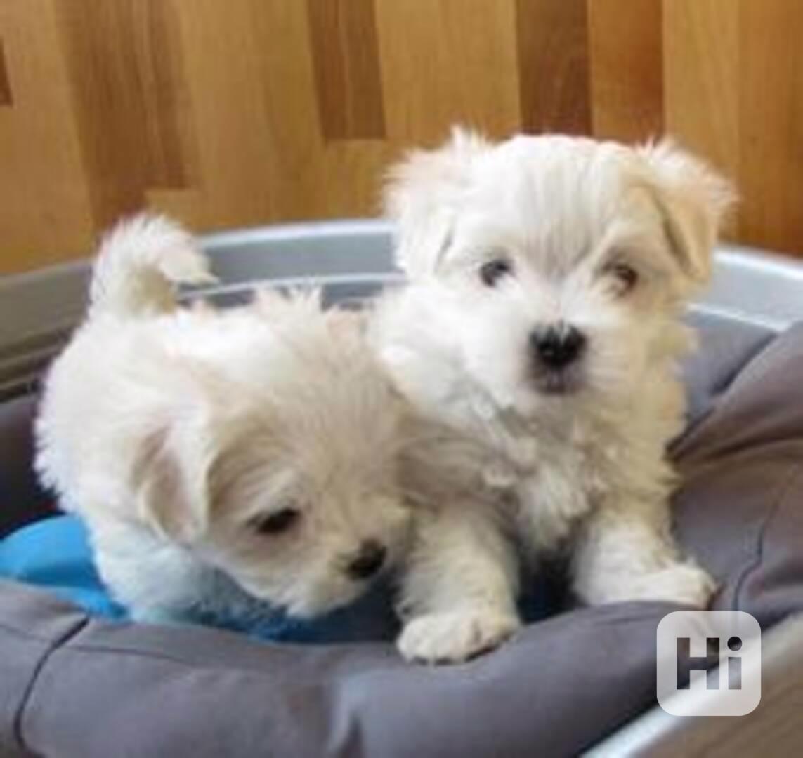 roztomilá maltézská štěňátka k adopci - foto 1