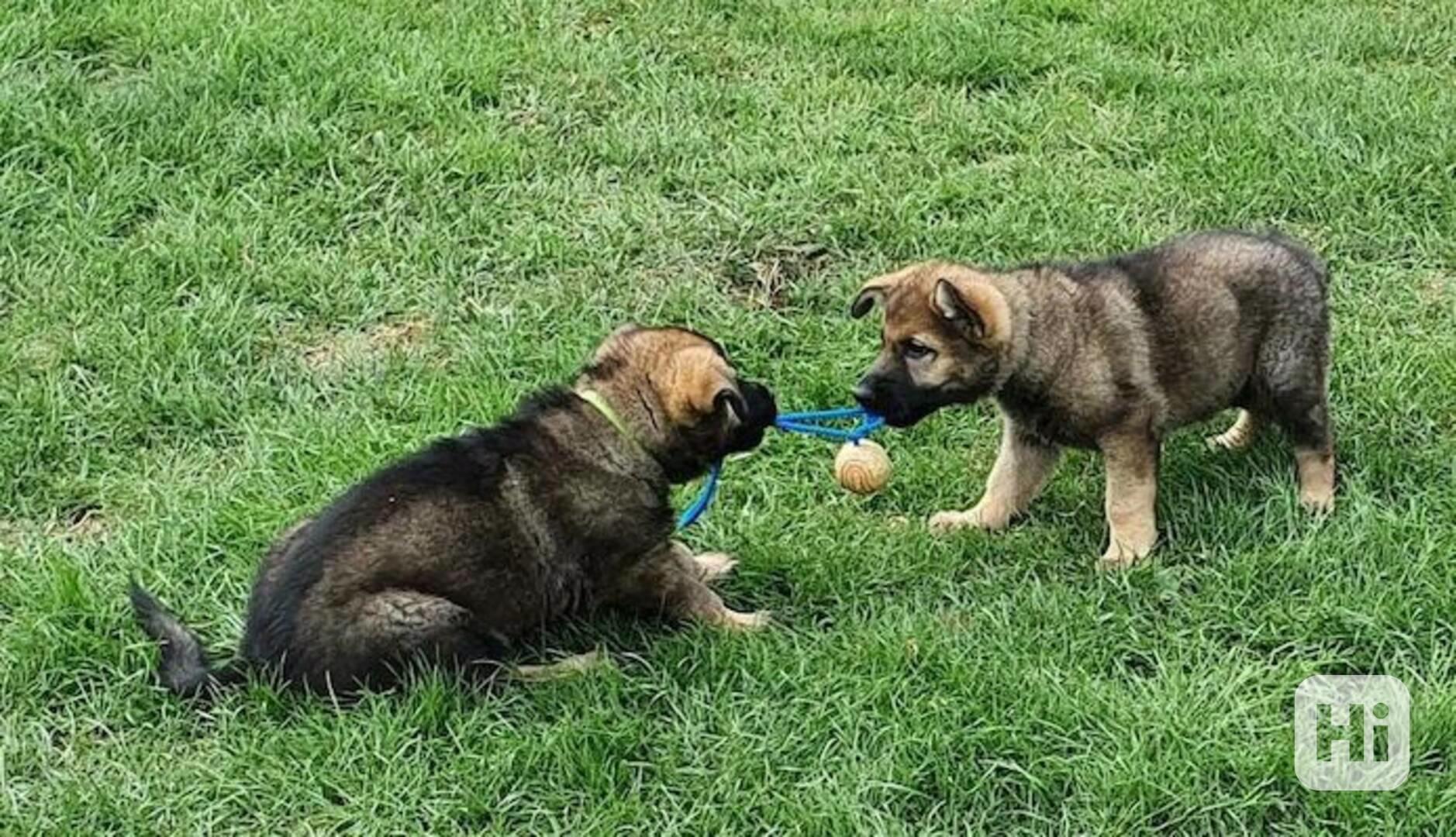 štěňata německých ovčáků zdarma k adopci - foto 1