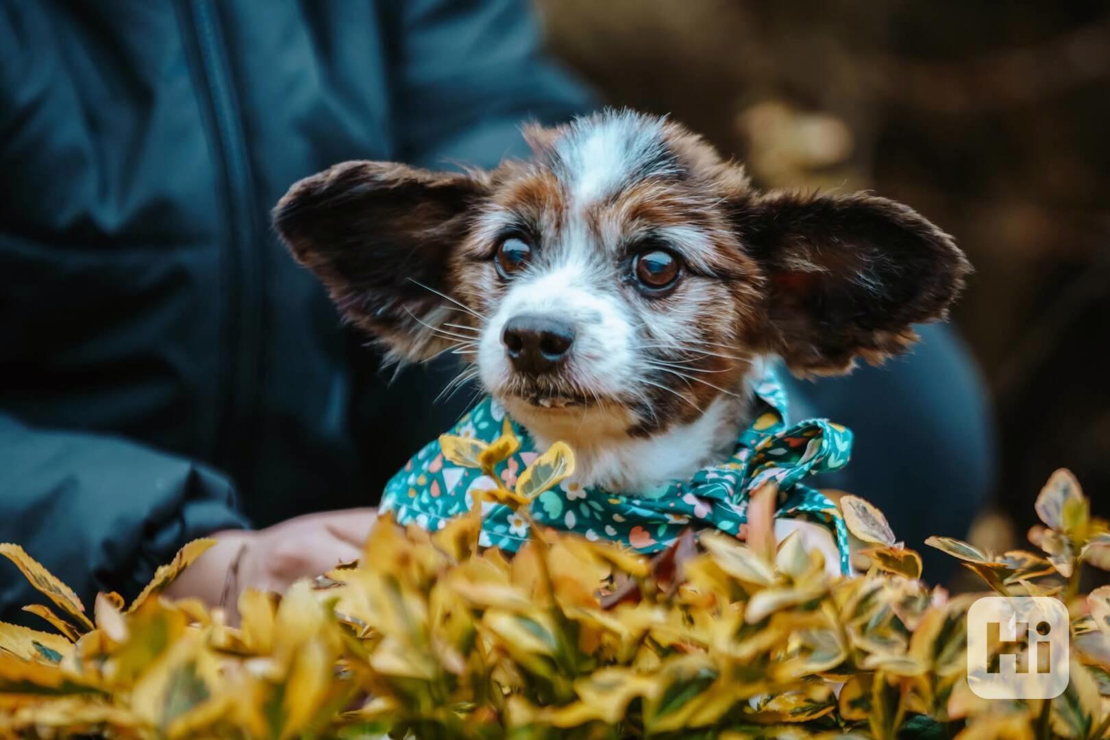 HOKY - Papillon - kastrovaný psík 13 let  - foto 1