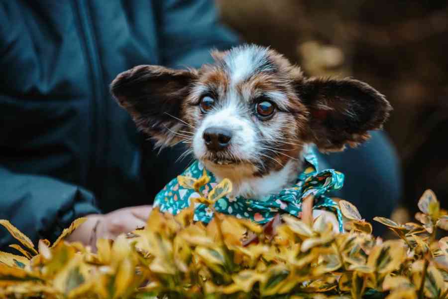 HOKY - Papillon - kastrovaný psík 13 let  - foto 1