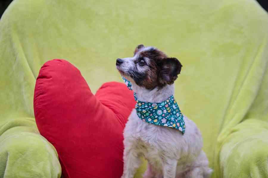 HOKY - Papillon - kastrovaný psík 13 let  - foto 4