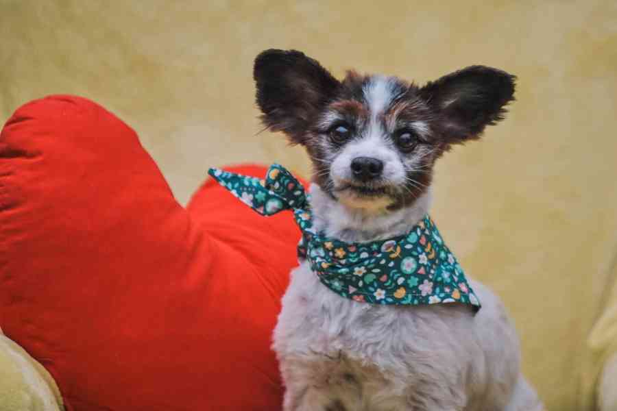 HOKY - Papillon - kastrovaný psík 13 let  - foto 5