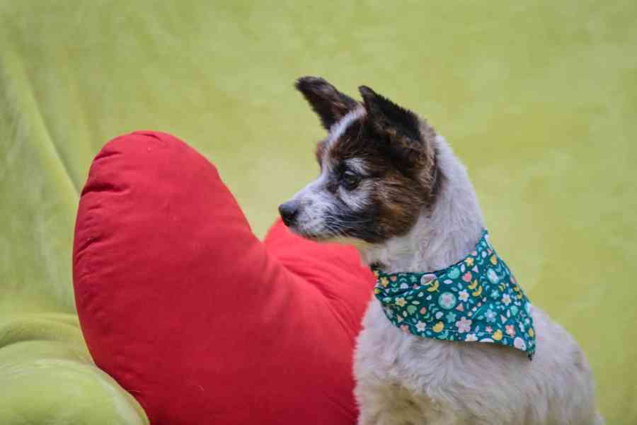 HOKY - Papillon - kastrovaný psík 13 let  - foto 3