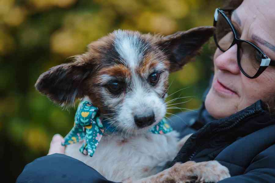 HOKY - Papillon - kastrovaný psík 13 let  - foto 2