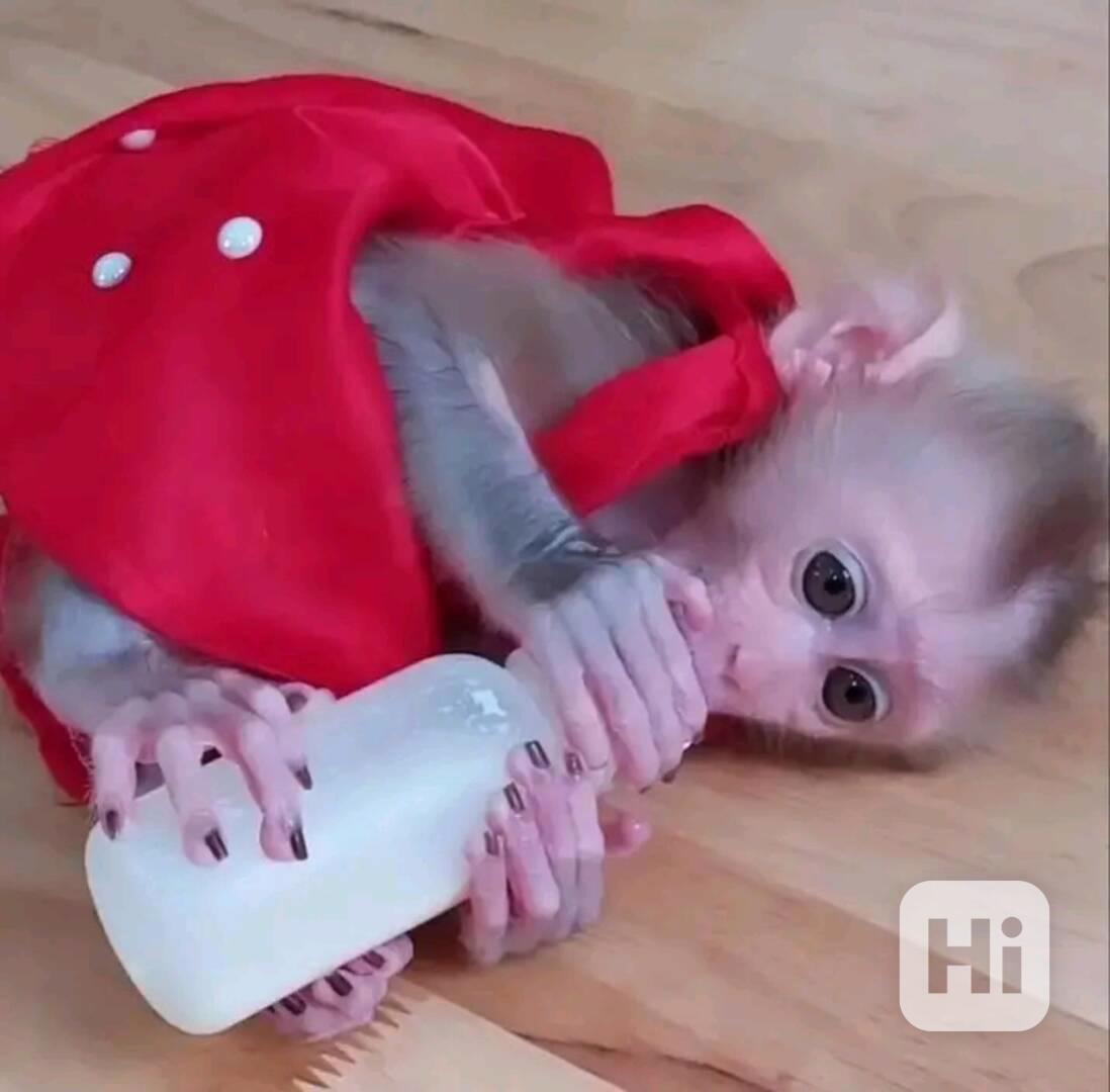  Hezká mláďata kapucínských opice  - foto 1