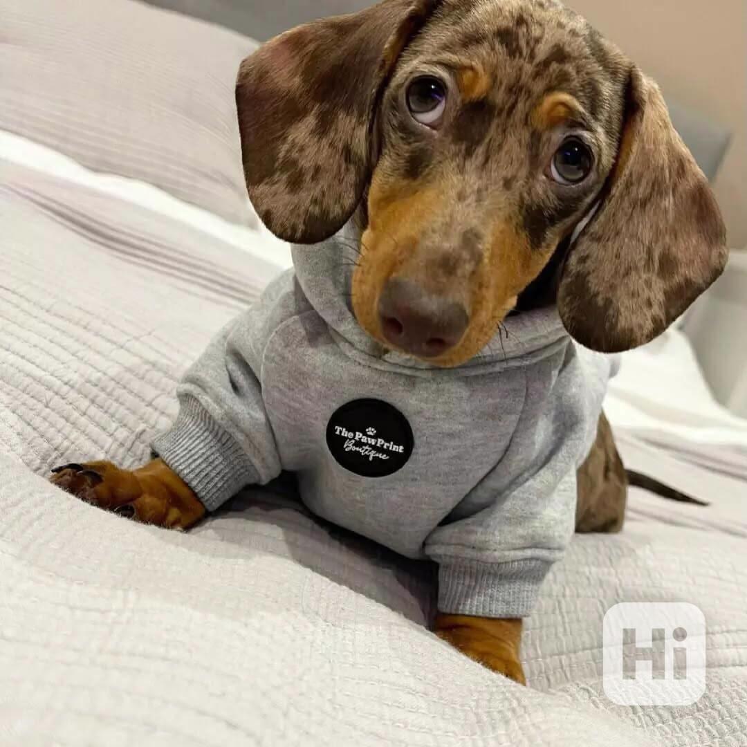 Roztomilé štěně jezevčíka hledá svůj milující domov 🐶❤️ - foto 1