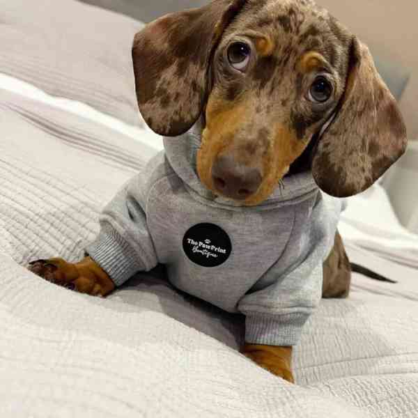 Roztomilé štěně jezevčíka hledá svůj milující domov 🐶❤️ - foto 4