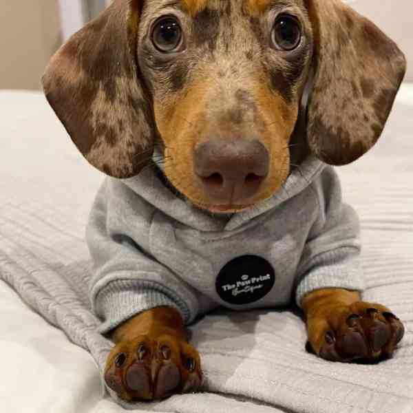 Roztomilé štěně jezevčíka hledá svůj milující domov 🐶❤️ - foto 2