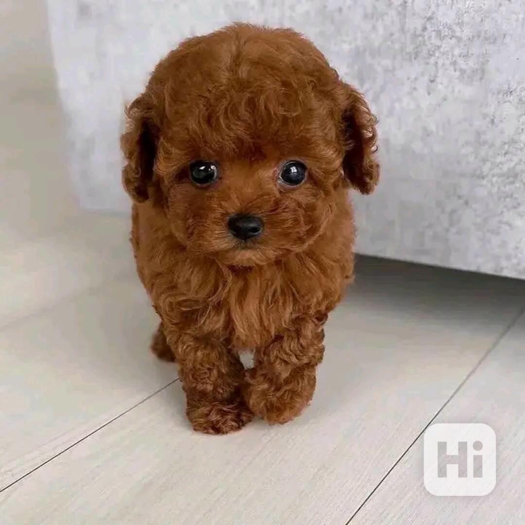 Poodle puppies  - foto 1