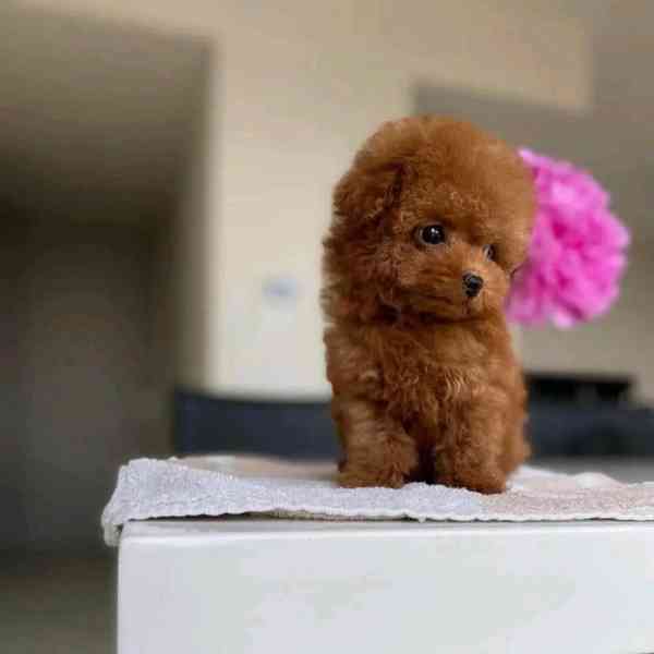 Poodle puppies  - foto 2