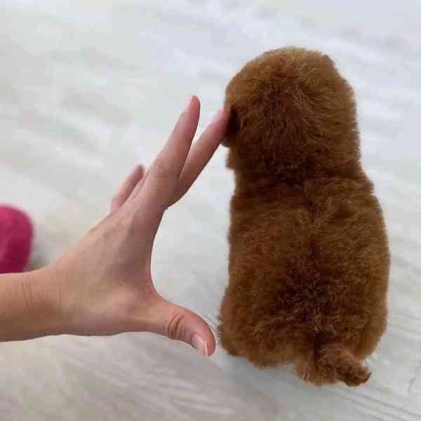 Poodle puppies  - foto 4