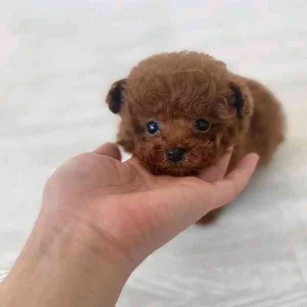 Poodle puppies  - foto 5