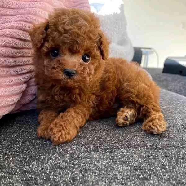 Poodle puppies  - foto 3