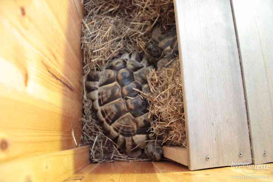 Prodám dřevěnou bednu pro suchozemské želvy - foto 3