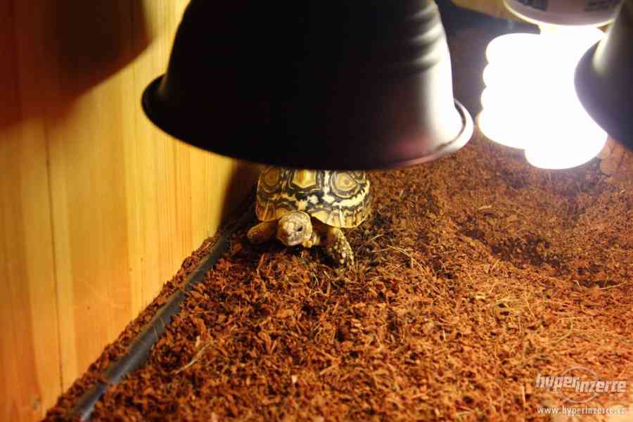 Prodám dřevěnou bednu pro suchozemské želvy - foto 5