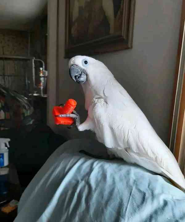 roztomilí papoušci kakadu k přemístění - foto 4