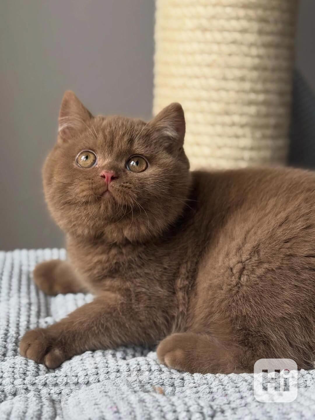 Britské krátkosrsté kotě k adopci – 8 týdnů - foto 1