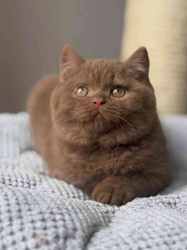 Britské krátkosrsté kotě k adopci – 8 týdnů - foto 2