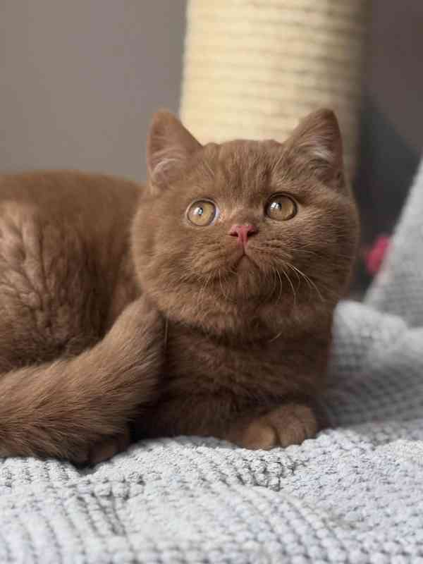 Britské krátkosrsté kotě k adopci – 8 týdnů - foto 3