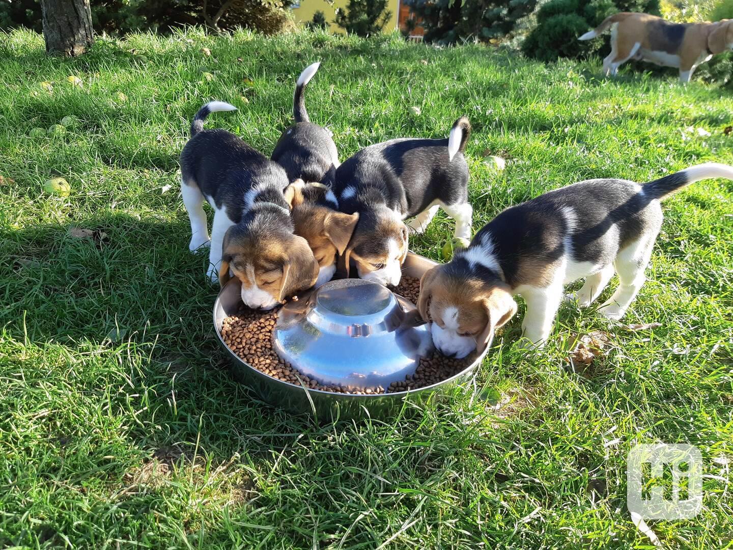 Štěňata Bígl (též beagle) s PP trikolóra - foto 1