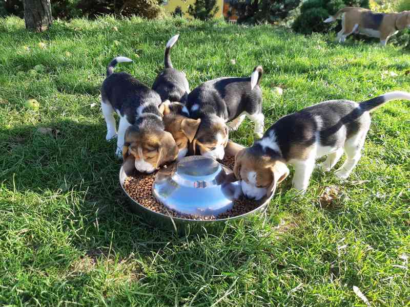 Štěňata Bígl (též beagle) s PP trikolóra