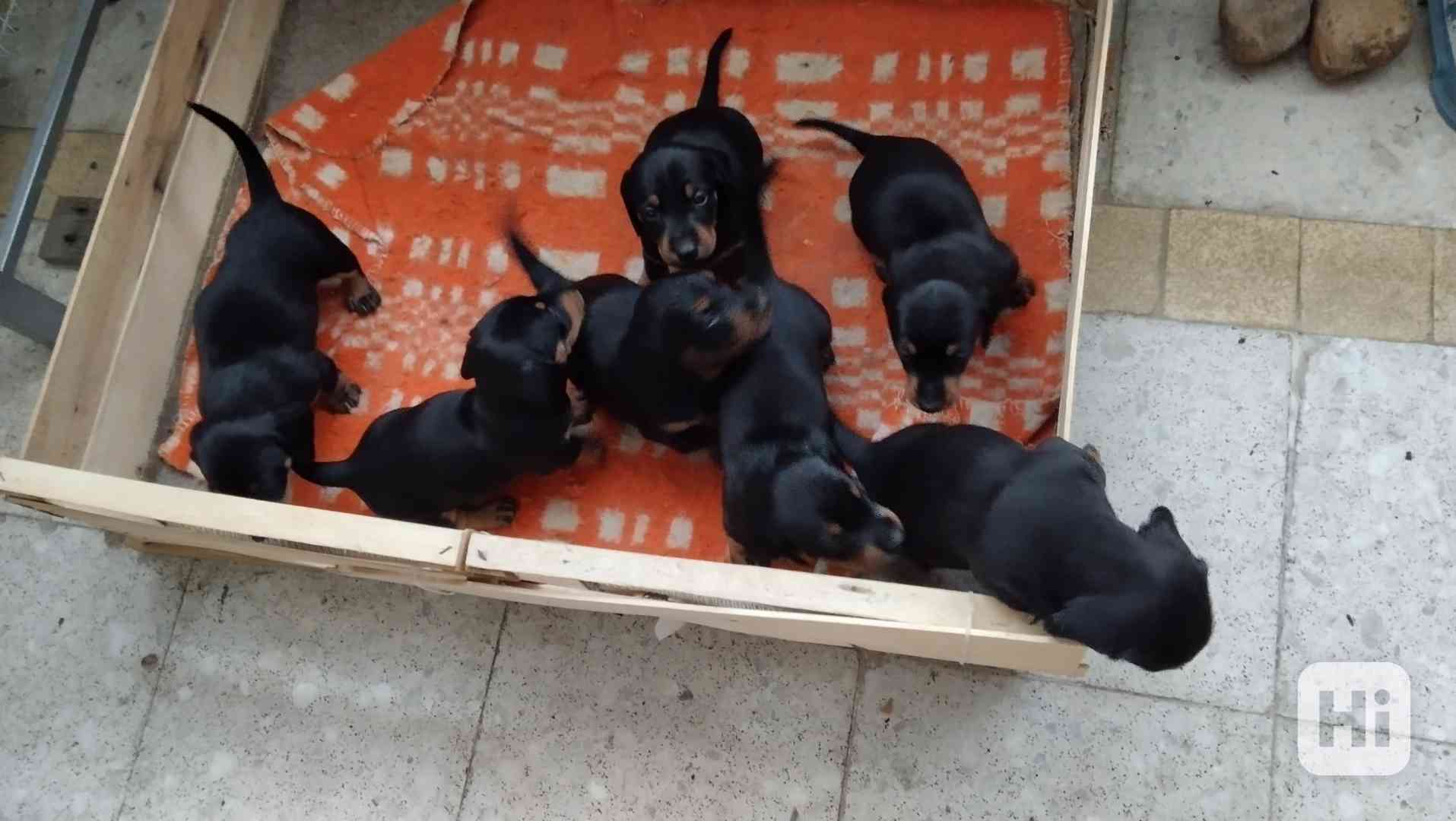 Nabízím štěňata krátkosrstého jezevčíka  - foto 1