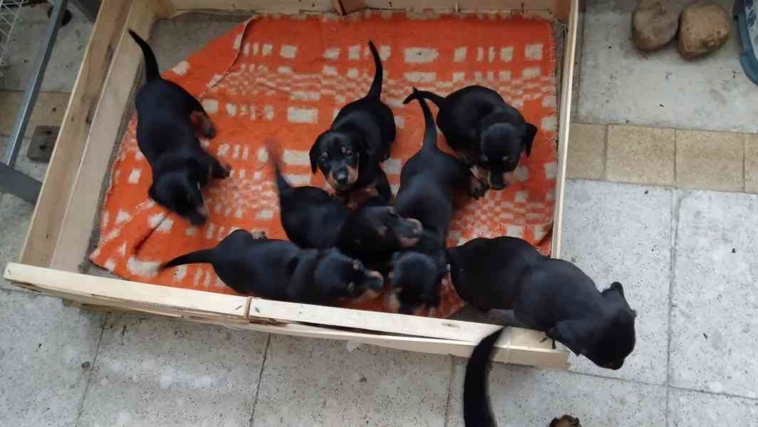 Nabízím štěňata krátkosrstého jezevčíka  - foto 2