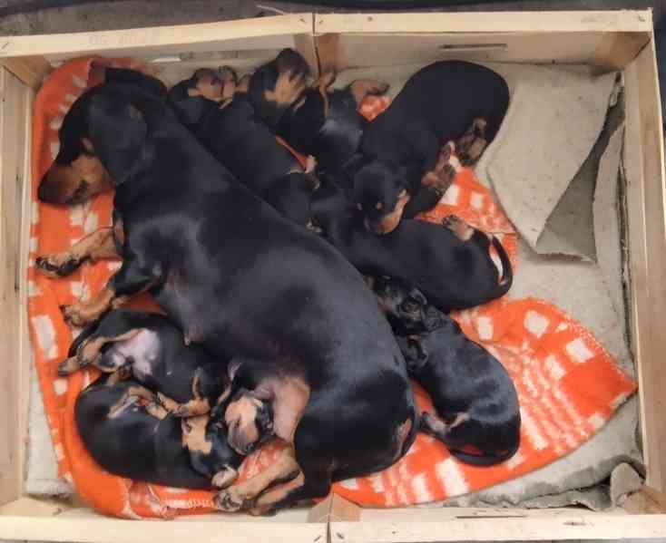 Nabízím štěňata krátkosrstého jezevčíka  - foto 7