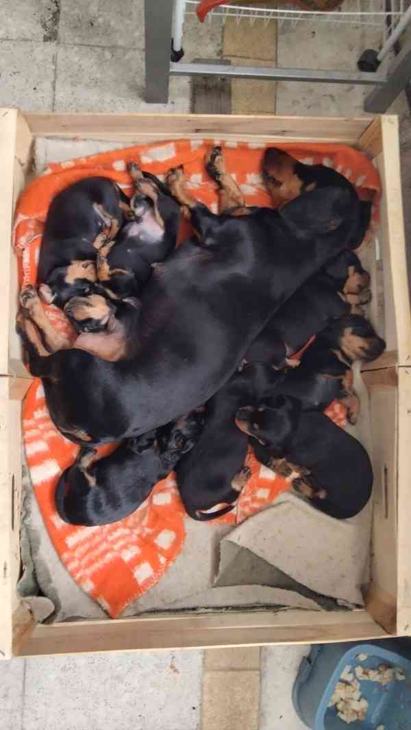 Nabízím štěňata krátkosrstého jezevčíka  - foto 3